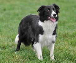 En Zeki Kopek Turleri Kopekler Vetrehberi Kopek Turleri Kopek Border Collie