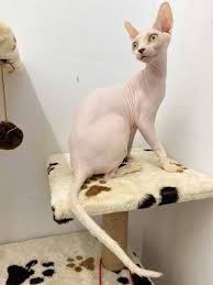 Harga vaksin kucing cukup terjangkau mengingat manfaat jangka panjang yang bisa. Nabilah Savepalestine On Twitter Dari Makanan2 Tu Lah Nak Beli Makanan Murah Sangat Kan Haa Pastu Kena Keluar Duit Utk Operation Beli Makanan Khas Lagi Satu Lagi Ramai Sangat Takut Nak