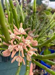 Image result for Cynanchum