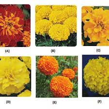 The mexican marigold plant produces clusters of yellow and cream colored flowers. The Flowers Of Six Different Marigold Cultivars A Local Type B Download Scientific Diagram