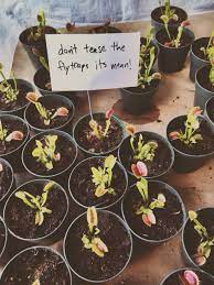 Tales Of An Injured Fog Rat Hollowedskin Dr Archeville Ayellowbirds Plants Plant Mom Plants Are Friends