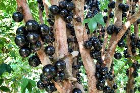It isn't the only tree that does that. Exotic Jaboticaba Fruit Gets Maximum Exposure In Social Media Sell Abc News