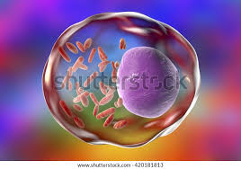 Image result for Rickettsiae