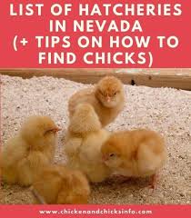 Murray mcmurray hatchery what do you think of them and what is the quality of their birds like? List Of Chicken Hatcheries In Nevada Chicks For Sale Chicken Chicks Info