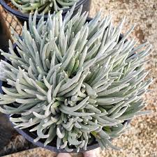Image result for Senecio letouzeyanus