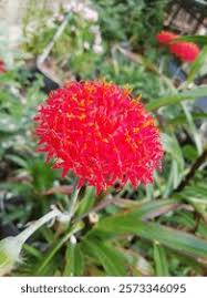 Image result for Kleinia abyssinica