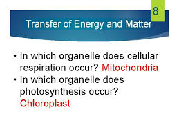 Are mitochondria found in most plant cells? Transfer Of Energy And Matter In Ecosystems Task