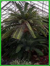 Image result for Cycadaceae