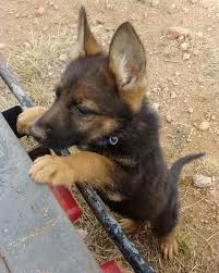 Maybe you would like to learn more about one of these? Strongheart German Shepherds Facebook