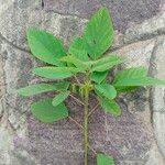 Image result for Desmodium tortuosum