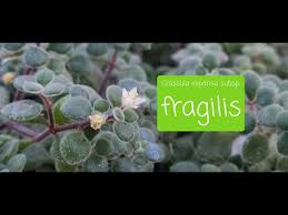 Image result for Crassula expansa