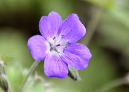 Kanskje benytte den tiden av døgnet litt oftere. Sognafaret Blomsterflor