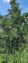 Image result for Afrocarpus