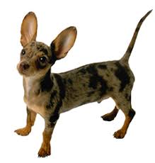 chiweenie