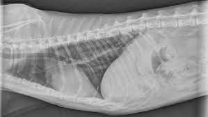 To identify possible occult primary lung tumors, thoracic radiography should be performed on cats with clinical signs of long duration, including weight. Pulmonary Neoplasia Digital Metastasis In Cats Clinician S Brief