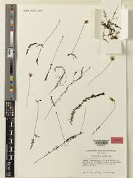 Image result for Utricularia formula