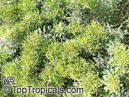 Image result for Myrica salicifolia