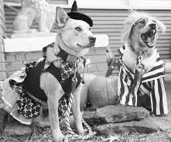 The original question was, what kind of dog this is? Beetlejuice Beetlejuice Beetlejuice Cattle Dogs Rule Australian Cattle Dogs Dog Rules