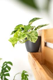 Efeutute Vermehren Und Pflegen Diy Urban Jungle Diy Blog Do It Yourself Anleitungen Zum Selbermachen Wiebkeliebt In 2020 Efeutute Efeutute Vermehren Zimmerpflanzen