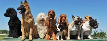 This pet insurance company is underwritten by c & f insurance agency, which seems like a small, unprofessional business. Insurance By Image Explanation