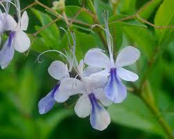 Image result for Rotheca wildii