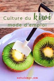 Facile A Faire Pousser Et Prolifique On Decouvre L Actinidia Ou Liane A Kiwis Jardin Jardinage Fruits Jardinage En Pots Kiwi Cultiver