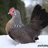 Breeders of pure breed bantams, including pekins, wyandottes, sebrights, dutch, sablepoots and anconas. 1