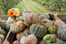 La Cueillette De Gally Citrouille Fruits Et Legumes De Saison Cueillette