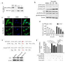 Yemek tarifleri, ev fikirleri, stil ilhamları ve deneyebileceğiniz başka fikirler keşfedin. Biomolecules Free Full Text Yap Inhibition By Nuciferine Via Ampk Mediated Downregulation Of Hmgcr Sensitizes Pancreatic Cancer Cells To Gemcitabine Html
