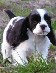 American Cocker Spaniel Puppy Black And White Black White Cocker Spaniel Puppy Cocker Spaniel Puppies White Cocker Spaniel Cocker Spaniel Dog
