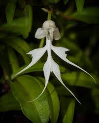 Image result for Habenaria adolphi