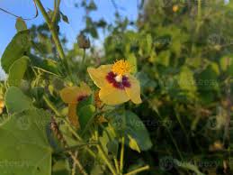 Image result for Abutilon indicum