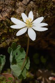 Check spelling or type a new query. Sanguinaria Wikipedia