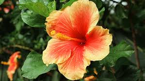 We did not find results for: How To Make Tea 4 Other Fun Things To Do With Hibiscus Plants For All Seasons Since 1973