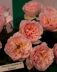 Jun 07, 2021 · princesse discrète, voire mystérieuse, charlène de monaco intrigue autant qu'elle fascine. Garden Roses By Alexandra Farms Flirty Fleurs The Florist Blog Inspiration For Floral Designers