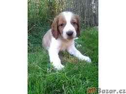 Image result for velššpringršpaněl