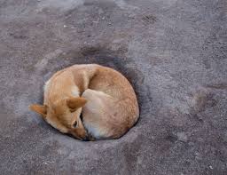 Pinpointing your dog's triggers that. How To Stop A Dog From Digging Fixing A Hole Practical Paw The Dog Lovers Toolkit