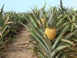The structure and appearance of this. Does A Pineapple Grow From A Pineapple Tree Growing Pineapple Pineapple Planting Grow Pineapple Plant