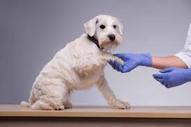 What does web feet in dogs look like? Digital Tumors In Dogs Symptoms Causes Diagnosis Treatment Recovery Management Cost