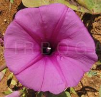 Image result for Ipomoea asarifolia