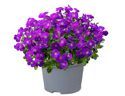 Image result for Sutera debilis