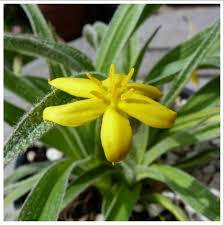 Image result for Hypoxis rigidula