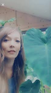 Can elephant ears grow tall in Wisconsin?