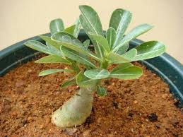 Untuk merawatnya bunga ini tergolong gampang. Cara Menanam Bunga Adenium Pemula Merawatbunga Com 2021
