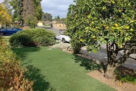 We pull more and longer plugs! Grass Aeration Overseeding E E Lawn Care Sacramento