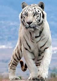 Terbaru gambar harimau untuk mewarnai gambar mewarnai. 16 Rare Albino Animals Animals Beautiful Animals Wild Beautiful Cats