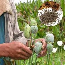 Poppies are frost tolerant and germinate best in cool weather and soil, sow your poppy seeds as early as the ground can be worked. 2 Easy Ways To Plant Poppy Seeds With Pictures Wikihow Planting Poppy Seeds Planting Poppies Poppy Seed Plant