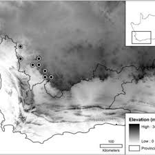 Image result for Emilia schinzii