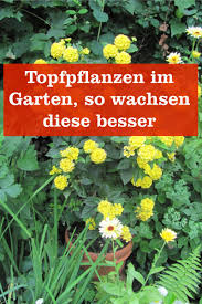 Topfpflanzen Gartenbob De Der Garten Ratgeber Pflanzen Topfpflanzen Garten