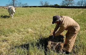 Alimentos vegetales como cereales, frutas, hortalizas, pastos cultivados y forrajes; El Agricultor Activo De Planas No Profesional Dado De Alta Como Autonomo E Ingresos Agrarios De Entre El 10 Y El 70 Segun La Ccaa Agroinformacion